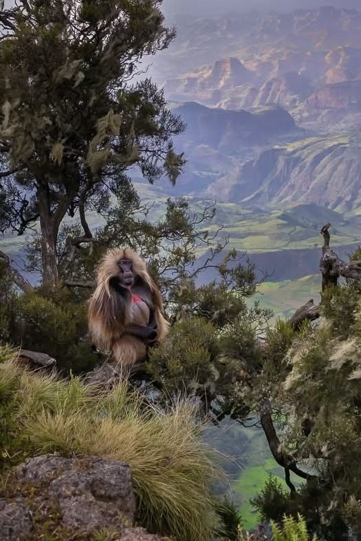 Gelada, Simien Mountains