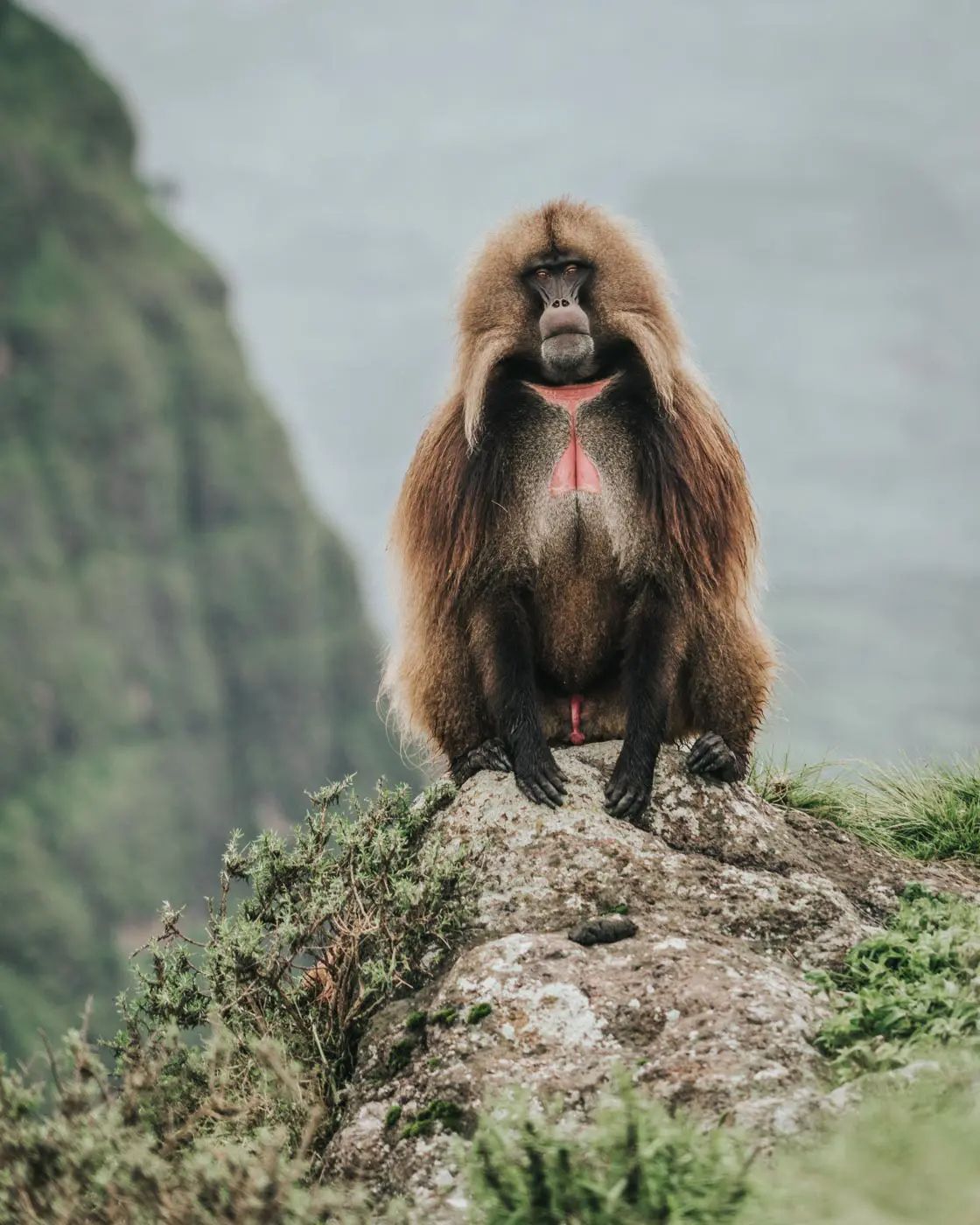 Gelada, Simien Mountains