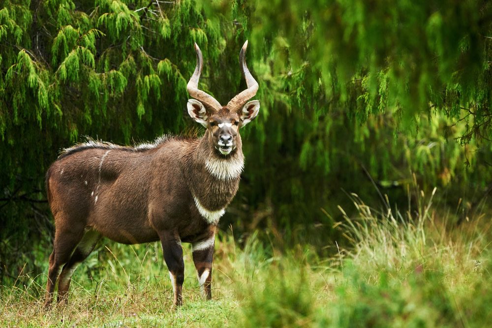 Mountain Nyala, Bale Mountains